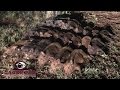 Hog Trapping | Permanent Hog Trap Site Capture | JAGER PRO™