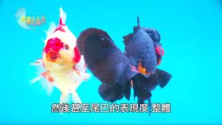 【苗栗公館】林怡樓的金魚美夢 | 用心的產業 | 299 | #美麗心台灣