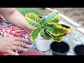 How to grow Croton by cuttings ? || 3 July, 2017