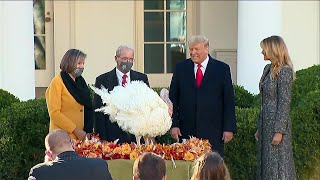 Trump pardons Thanksgiving turkeys at White House