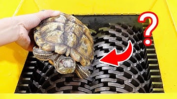 Turtle  VS  Shredder | Test the hardness of the turtle shell | Top most amazing experiments |
