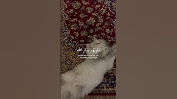 ﴿ الذّين أمنَوا وتَطمئِن قلُوبهم بذِكرِ الله ﴾ سوره الرعد، عبدالرحمن مسعد #قرآن #ارح_قلبك #قران_كريم