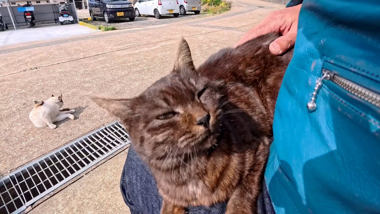 島のフェリー待合所のベンチに座ると猫が膝の上に乗ってきた