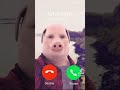 John Pork Calls No.2