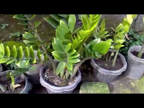 Welcome Plant (ZZ Plant - Zamioculcas Zamiifolia)