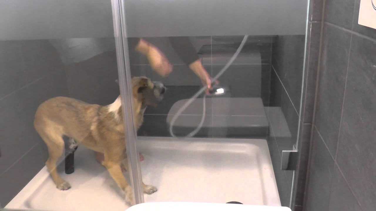 Hund Duschen beibringen | Trainingsvideo Teil 8 | Wie trainiere ich den ...