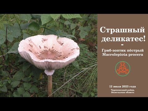 Страшный деликатес! Гриб-зонтик пёстрый - Macrolepiota procera.