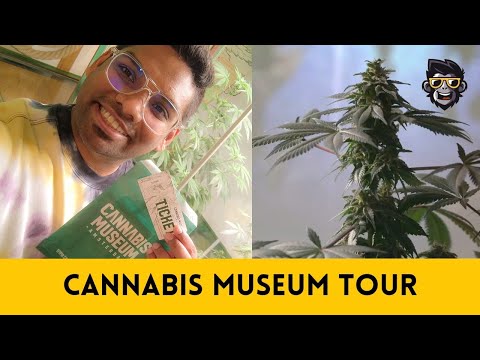 Cannabis Museum Tour | Netherland Amsterdam | Apekollek