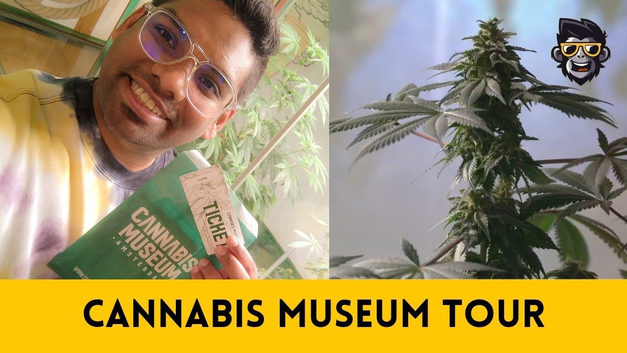 Cannabis Museum Tour | Netherland Amsterdam | Apekollek