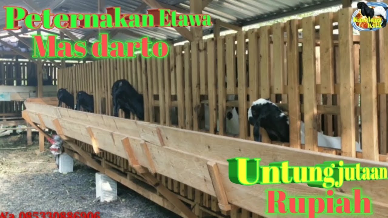 Sukses... Beternak kambing etawa 4 bulan dapat untung jutaan rupiah