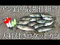 昼からデカアジや青物が面白いほど釣れる!アジ釣り最強のライトカゴ釣りを紹介