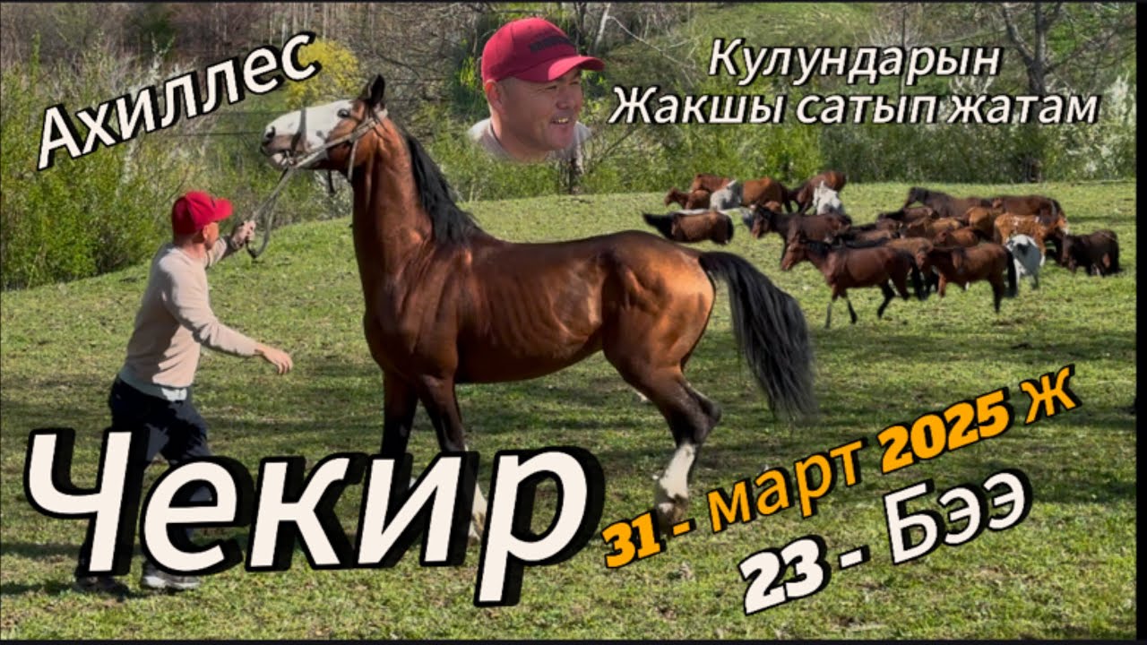 Чекир Ахиллес уйрго Коюлду 31 март 2025 жыл Ноокен