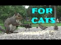 Vídeo para Gatos - pájaros, ardillas, conejos, ardillas, palomas,