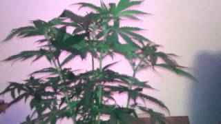 Liberty haze led grow ep. 5