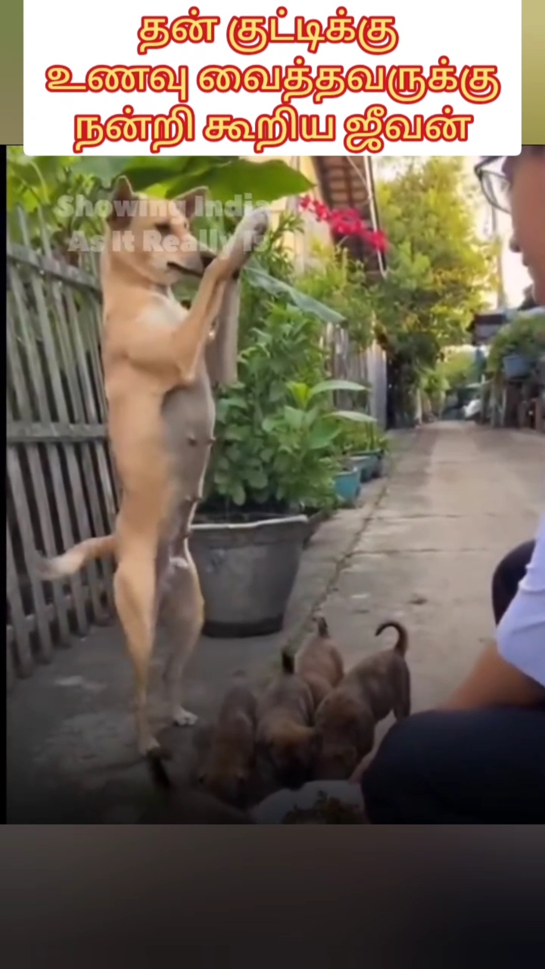 🐱விலங்குகளின் சேட்டைகள்😂 - ShareChat