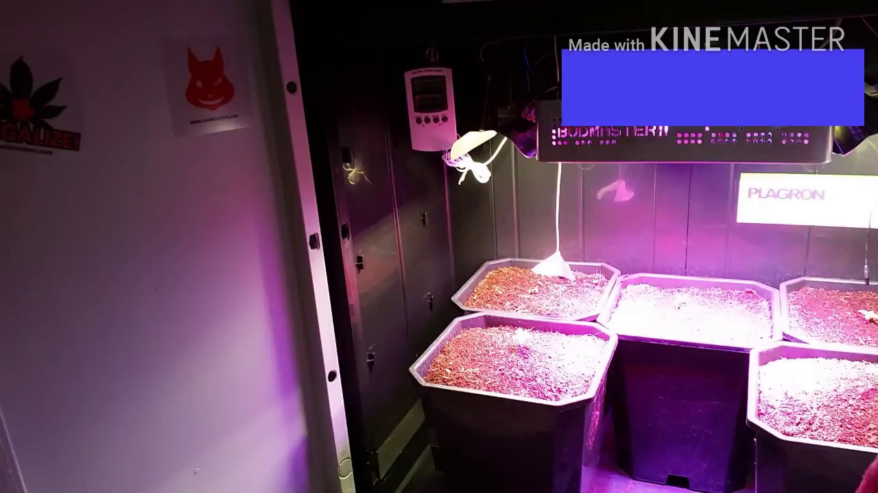 KingScrog NL - Medical Cannabis Micro Indoor Home Grower Budmaster & Cob-Strips On Plagron Coco Prem