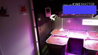 KingScrog NL - Medical Cannabis Micro Indoor Home Grower Budmaster & Cob-Strips On Plagron Coco Prem