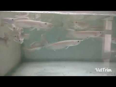 Come nutrire il cuore di manzo al bambino Arowana