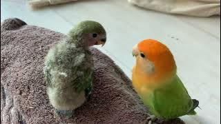 Love bird mama and baby