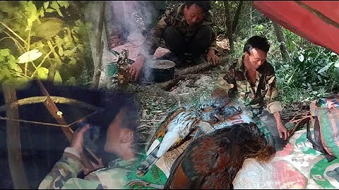 Hunting yos  pw hav zoov tua qaib qus tua noog lom zem heev