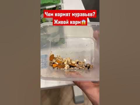 Живой корм для муравьев. Домашним муравьи любят личинки жука. # ...