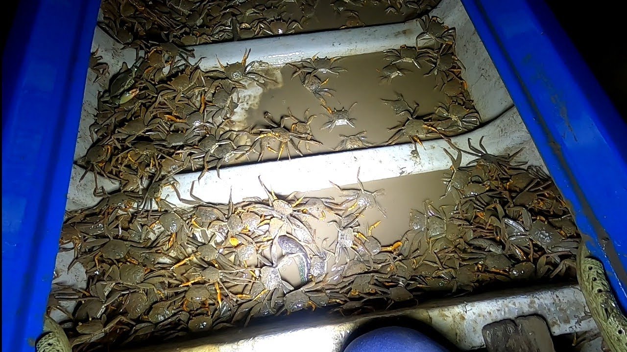 Một Loại Hải Sản Cần Giờ Ích Ai Biết Đến/Đat Nguyễn Cần Giờ 