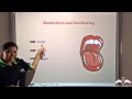 The Science of Saliva and Digestion Explained Through Chewing