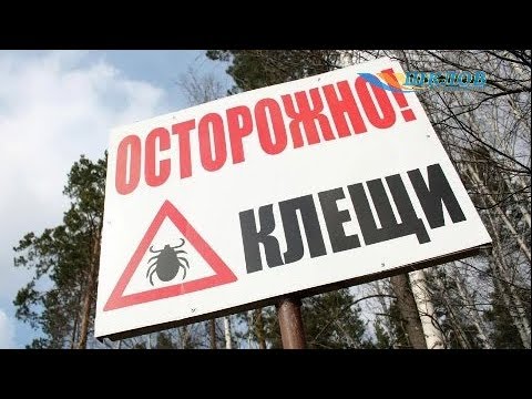 Как обезопасить себя от клещей, и в каких случаях после их укуса бить тревогу?
