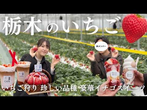 Strawberry Picking & Sweets] From new varieties to white