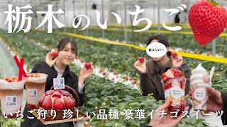 Strawberry Picking & Sweets] From new varieties to white