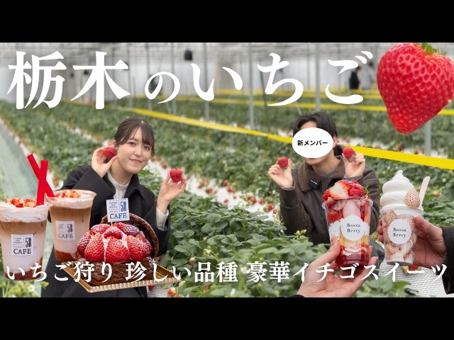 Strawberry Picking & Sweets] From new varieties to white