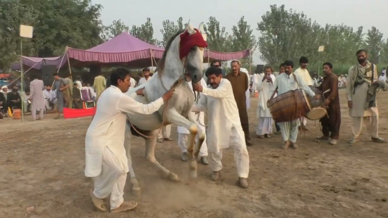Horse name Reshim Riaz Joyia Horse Dancing program at Chak Joyia wala jhang #horsetrack #account 