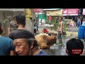 Sapi Qurban Limosin 2019 (kasian sapinya)