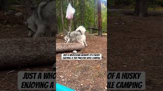 Just a girl enjoying the outdoors #siberianhusky #happydogs #husky #camping