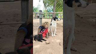 Super SokYaa,OG, ToTo Animals Are So Awesome #shorts