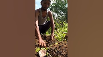 Harvesting cassava part 191 #shorts #farming #cassava #nature  #cassavaroots #cassavafarming