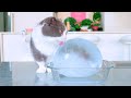 What if cats licked giant ice ball  compilation