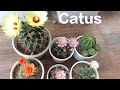 How to care cactus flower plants 