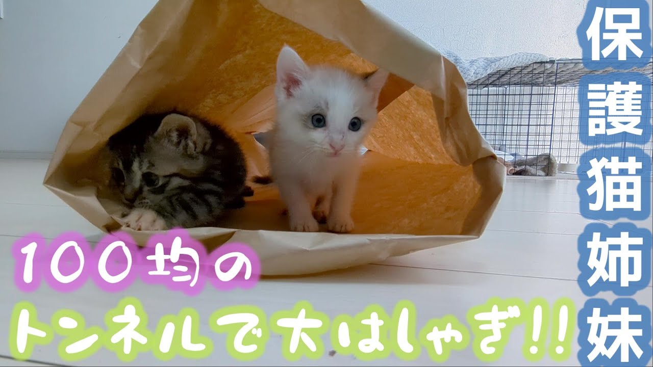 保護猫姉妹のためにダイソーの「猫トンネル」を買ってきました。