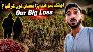 Our Big Loss 😢 | What Happened to Our Chili Farm | Unexpected Damage to the Crop