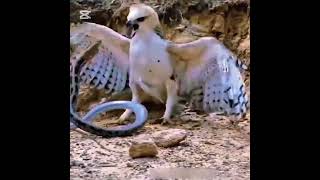 Eagle vs. Snake!|Eagle vs. King Cobra!|The Battle for Survival|King of the SkieThe Master of Stealth