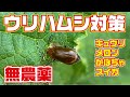 【無農薬】この方法でウリハムシは激減しました【キュウリ】【茄子】【スイカ】【メロン】【カボチャ】【高知】