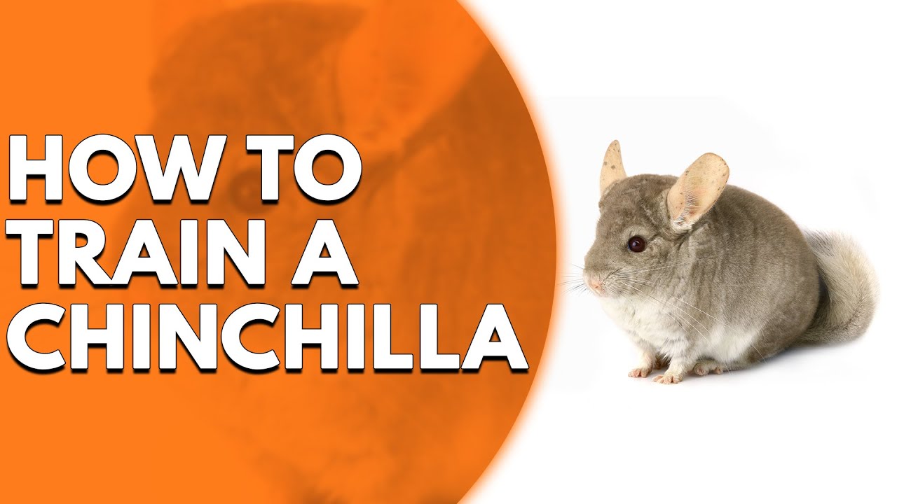 How to Train a Chinchilla: Tips for Building Trust and Bonding - YouTube