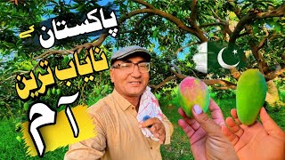 These Rare Pakistani Mangoes Never Reach The Market! 🥭