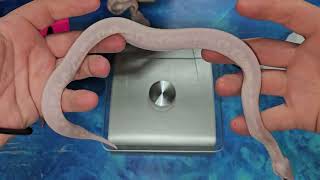 Twenty-fourth Ball Python Clutch Update of 2025: Opal Diamonds & Purple Passions!
