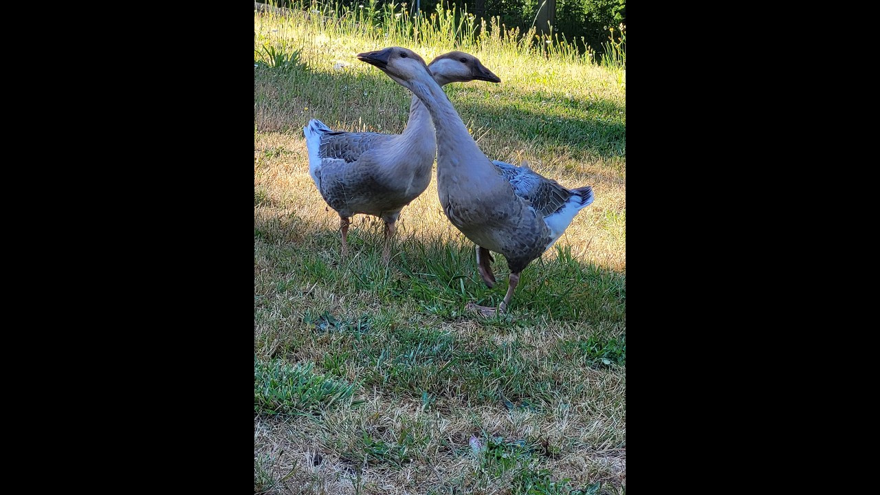 Spring Will Soon Be Sprung & The Geese Have Opinions 