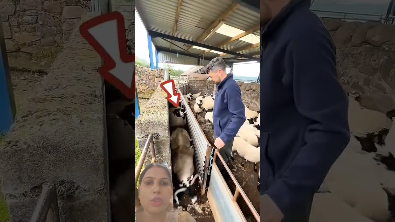 Not Everyone Gets This Job In China Shortsvideo