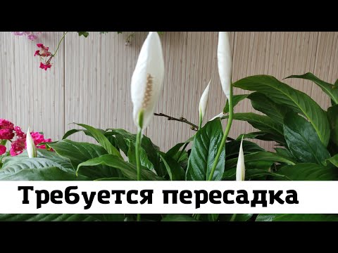 Спатифиллум, Чернеют Листья, Срочно Пересадить