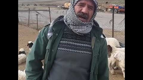 Selenium deficiency in sheep