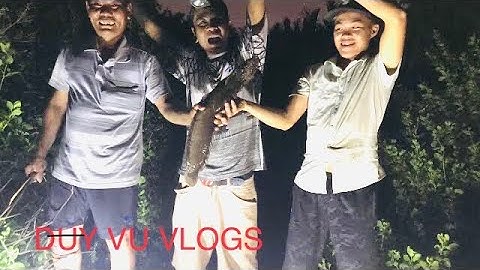 TRẢI NGHIỆM CÙNG TÔI/câu cá Trê siêu to khổng lồ